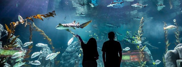 Acuario Michin CDMX