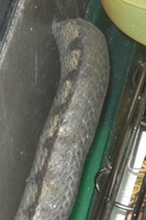 Image # 33094: Guns N' Roses Sample Game - Snake Tail Cut Off 
(Snake is solid flexible rubber, screwed onto a plate. On production games, snakes are molded thin plastic, much greener and shinier, have a different look, and have their tails. Game has serial number 110878 manufactured May 23, 1994.)
