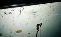 Image # 64626: Dragon Inside Cabinet - Serial Number 
(Serial number 00938.)